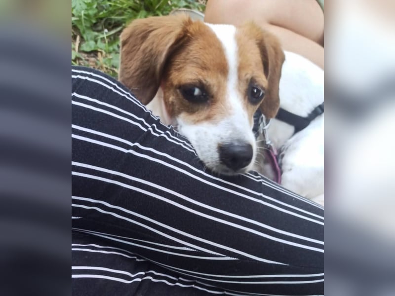 Sanfte Sally sucht liebevolles, ruhiges Zuhause