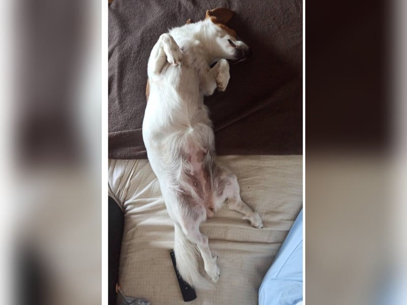 Sanfte Sally sucht liebevolles, ruhiges Zuhause