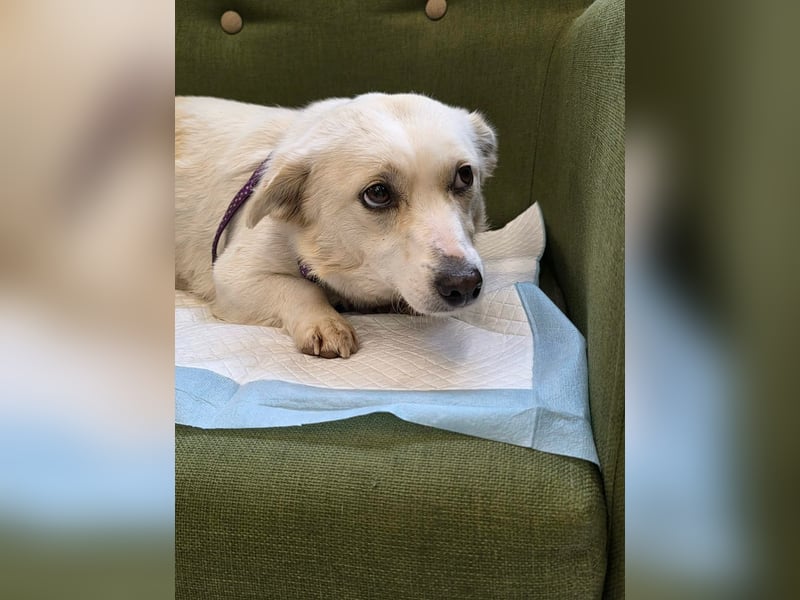 Popi braucht endlich ein Forever Home