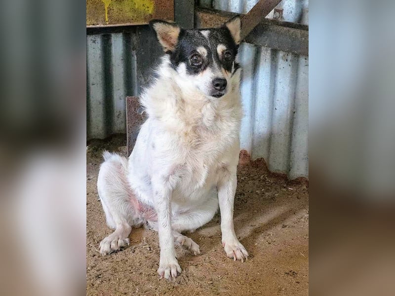 Die sanfte Iris wünscht sich ein Forever Home!