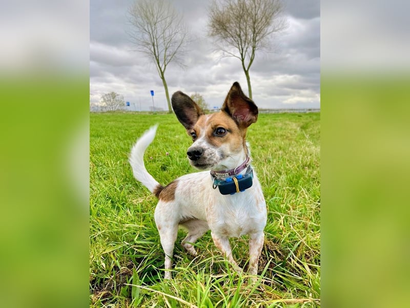 Vermittlungshilfe für Bibi