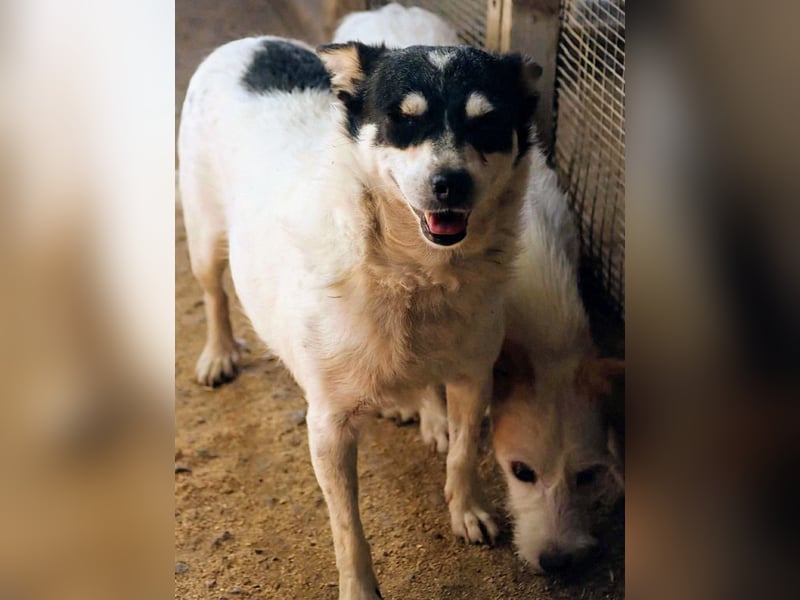 Die sanfte Iris wünscht sich ein Forever Home!