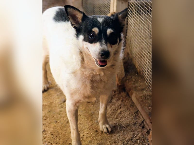 Die sanfte Iris wünscht sich ein Forever Home!