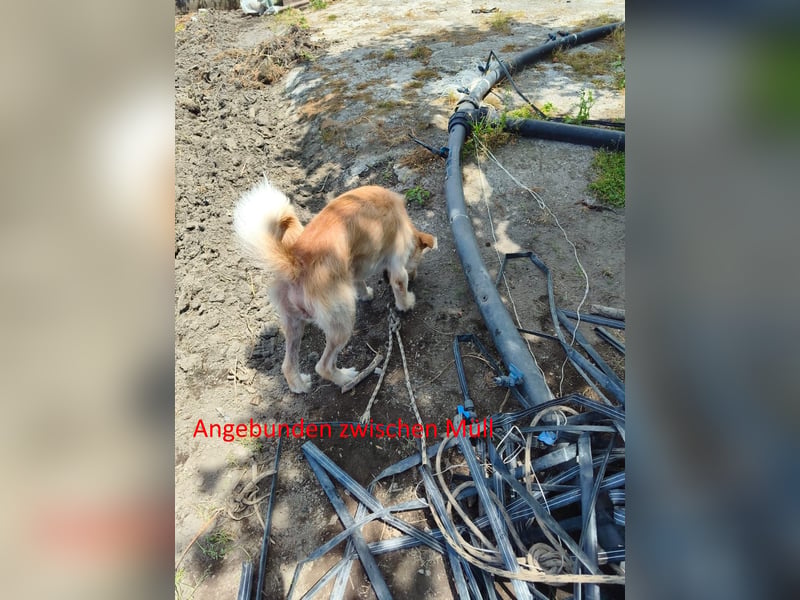 Terrier-Mix Ghecco hatte Glück im Unglück – jetzt fehlt nur noch sein Happy End
