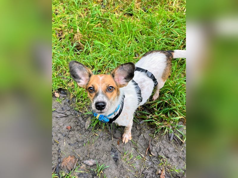 Vermittlungshilfe für Bibi