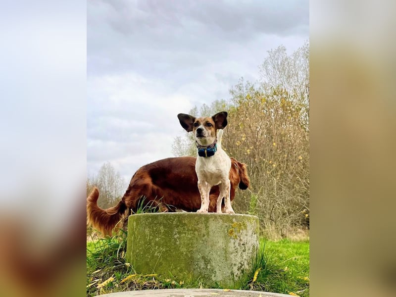 Vermittlungshilfe für Bibi