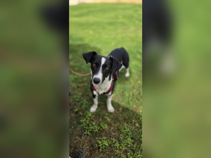 Tiva – fröhlich, klug und voller Lebenslust :)