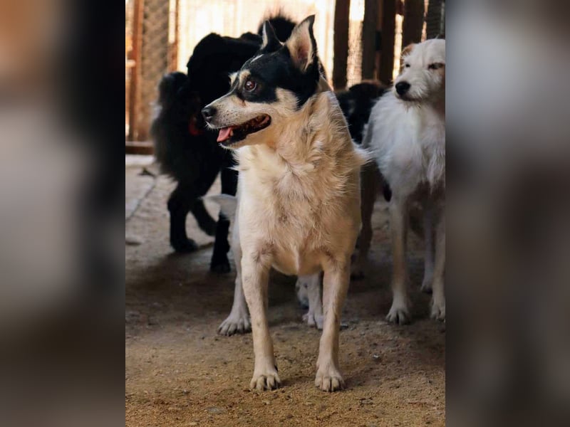 Die sanfte Iris wünscht sich ein Forever Home!