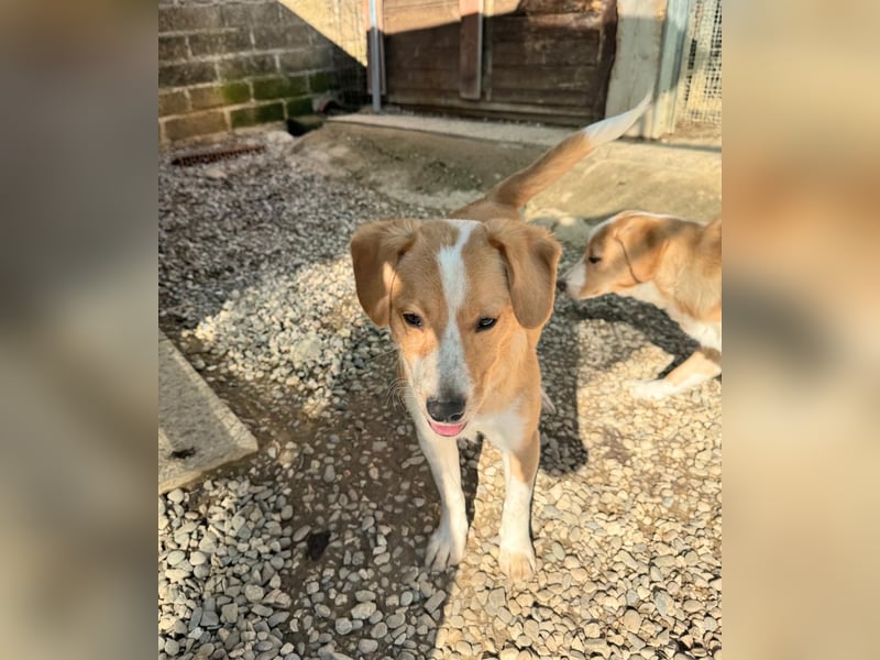 Paul - ein Herz auf vier Pfoten