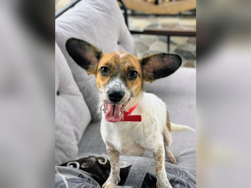 Vermittlungshilfe für Bibi