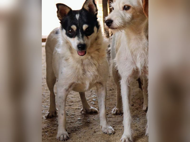 Die sanfte Iris wünscht sich ein Forever Home!