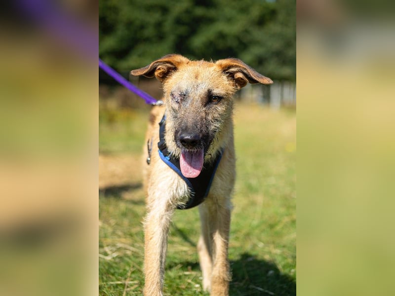 Tino – tapferer, junger Mischling sucht liebevolles Zuhause