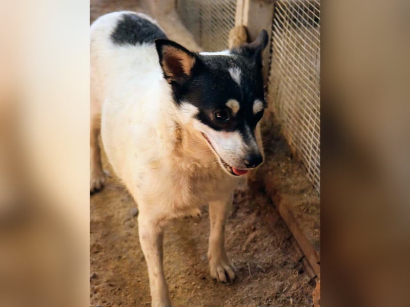 Die sanfte Iris wünscht sich ein Forever Home!