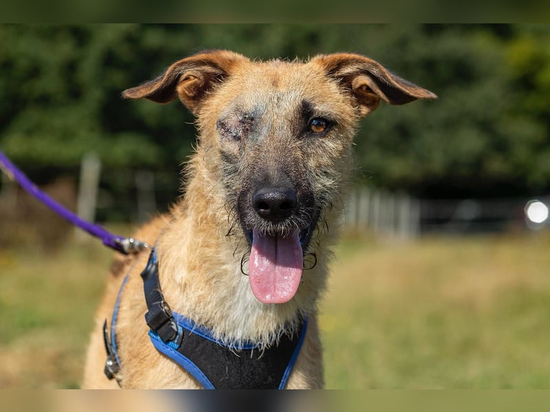 Tino – tapferer, junger Mischling sucht liebevolles Zuhause