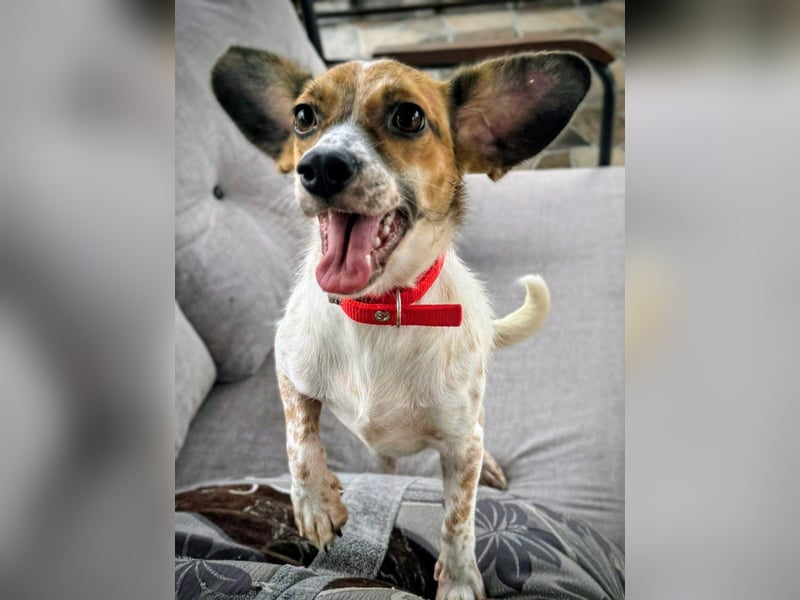 Vermittlungshilfe für Bibi