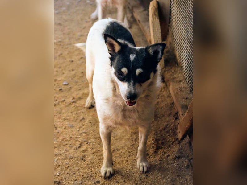 Die sanfte Iris wünscht sich ein Forever Home!