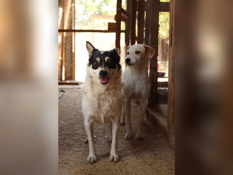 Die sanfte Iris wünscht sich ein Forever Home!