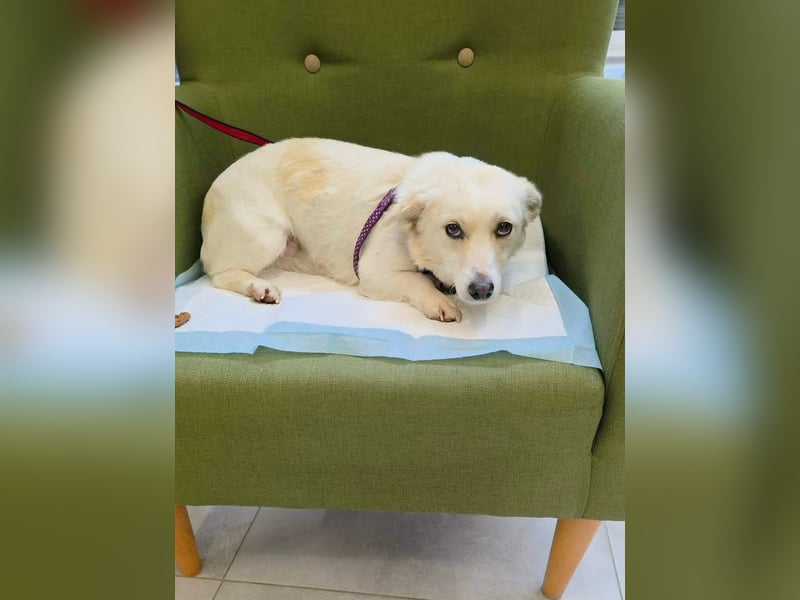 Popi braucht endlich ein Forever Home