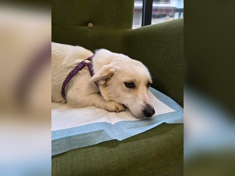 Popi braucht endlich ein Forever Home