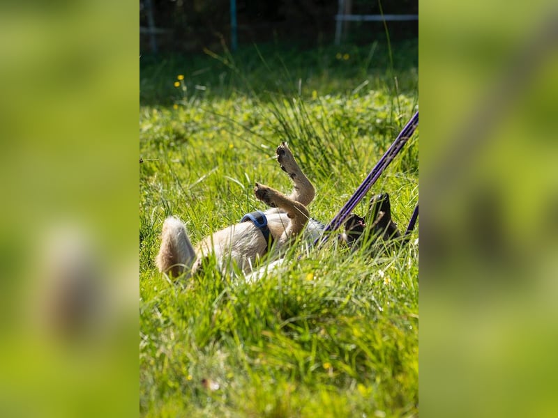 Tino – tapferer, junger Mischling sucht liebevolles Zuhause