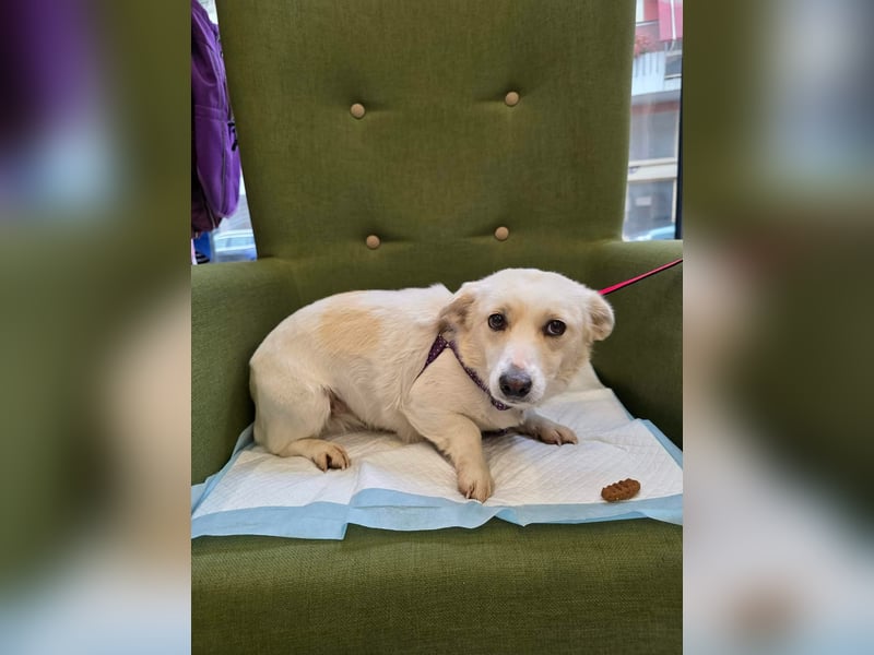 Popi braucht endlich ein Forever Home