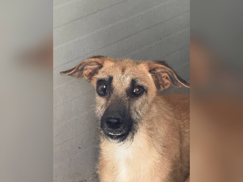 Tino – tapferer, junger Mischling sucht liebevolles Zuhause