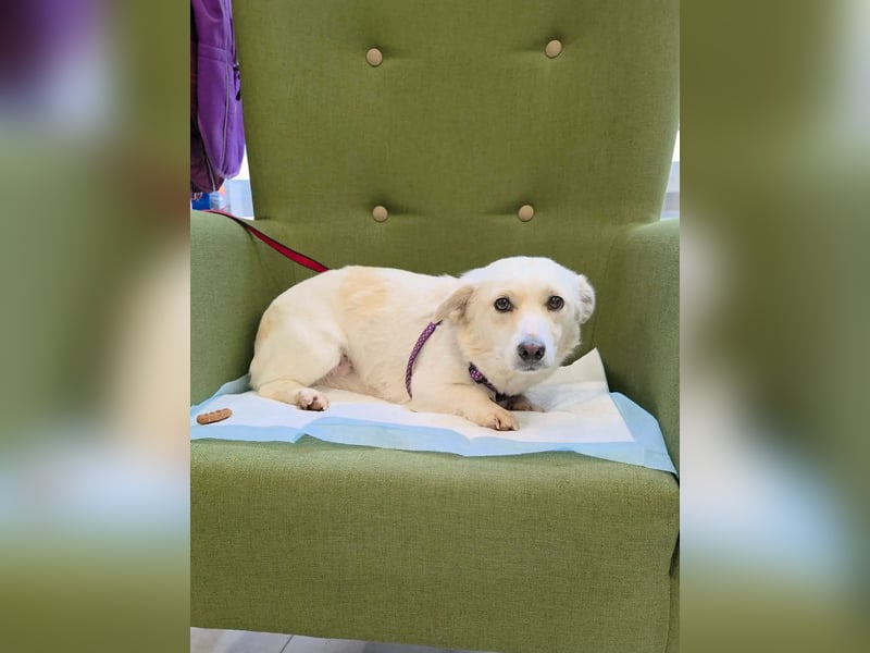 Popi braucht endlich ein Forever Home