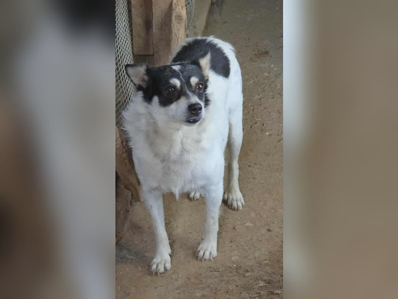 Die sanfte Iris wünscht sich ein Forever Home!