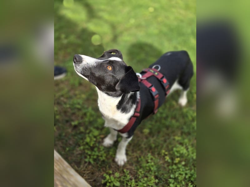 Tiva – fröhlich, klug und voller Lebenslust :)