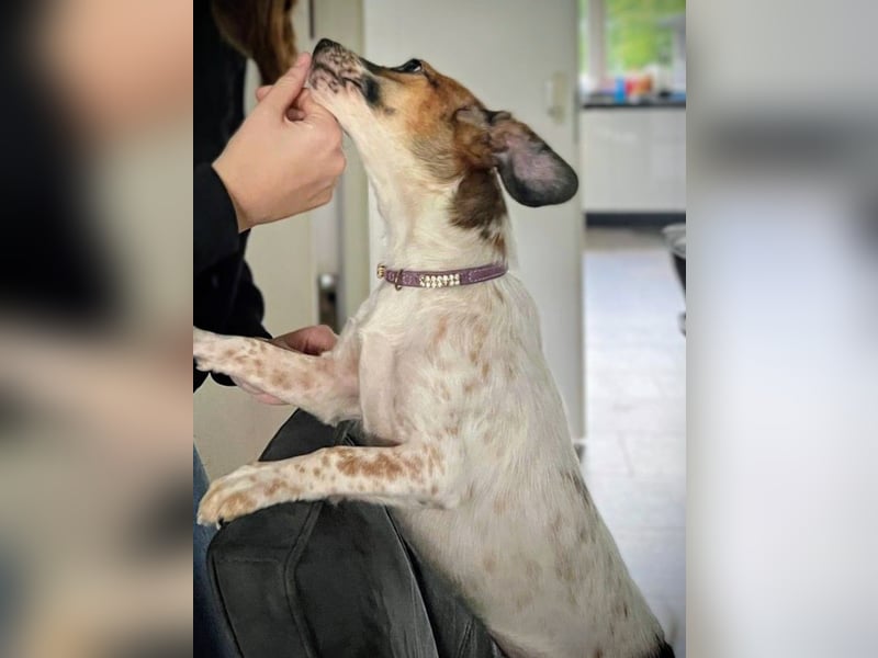 Vermittlungshilfe für Bibi