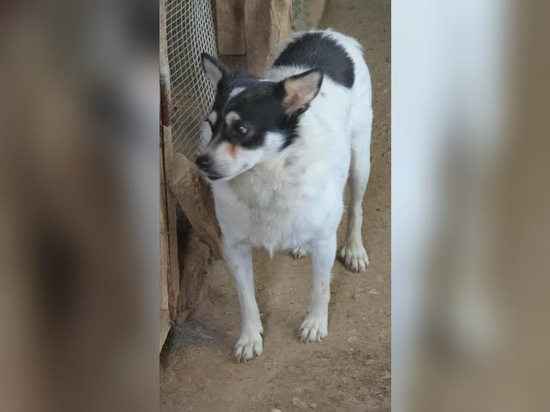 Die sanfte Iris wünscht sich ein Forever Home!