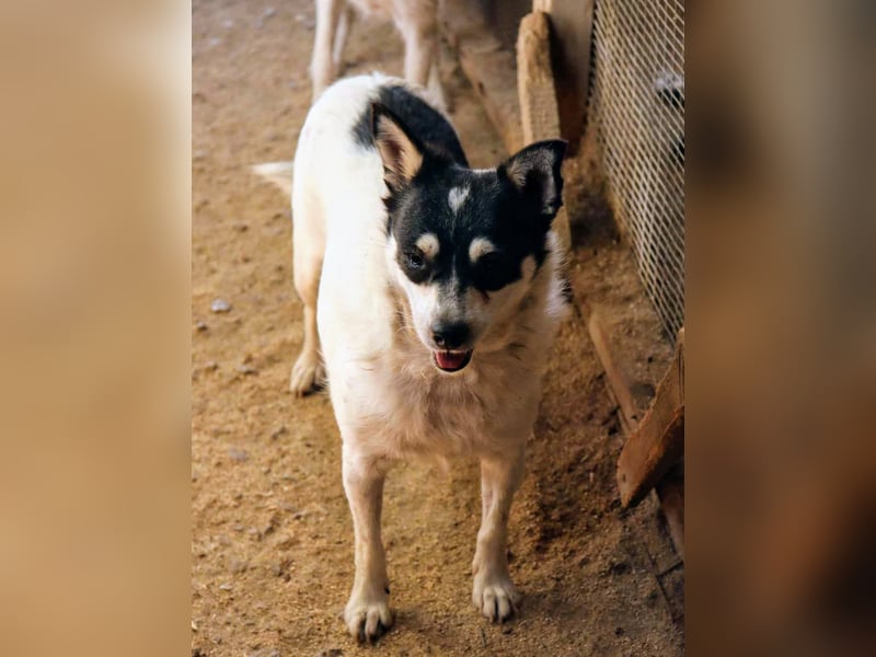 Die sanfte Iris wünscht sich ein Forever Home!