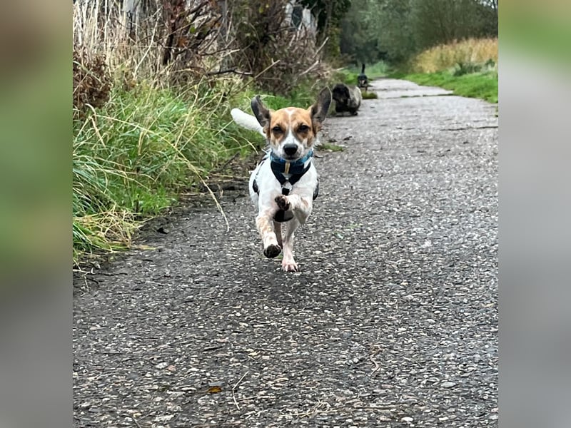 Vermittlungshilfe für Bibi