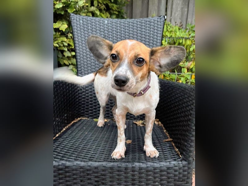 Vermittlungshilfe für Bibi