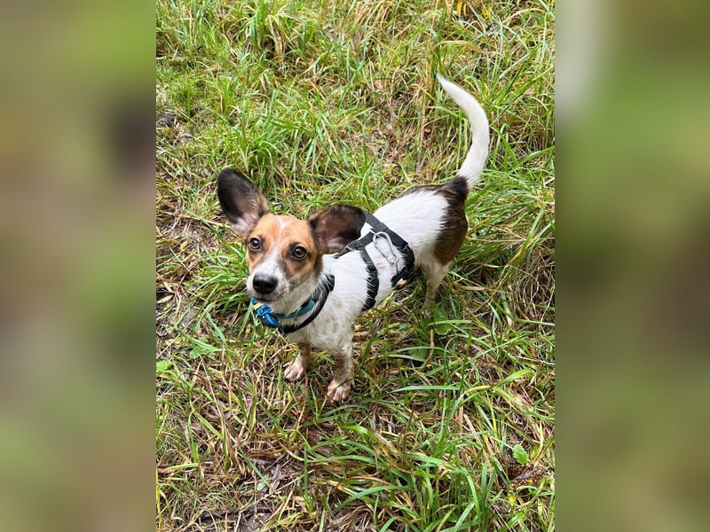 Vermittlungshilfe für Bibi