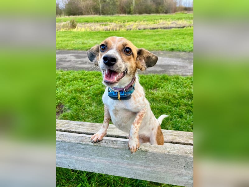 Vermittlungshilfe für Bibi