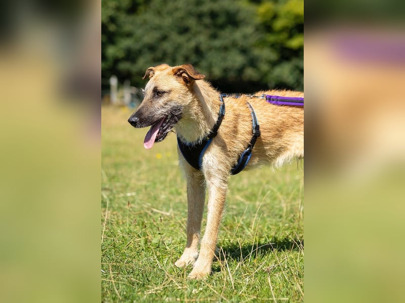 Tino – tapferer, junger Mischling sucht liebevolles Zuhause