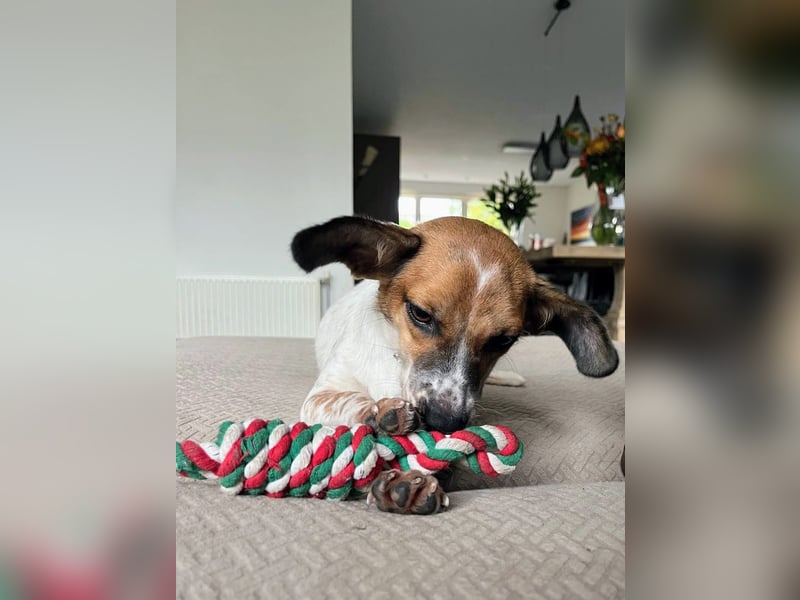 Vermittlungshilfe für Bibi