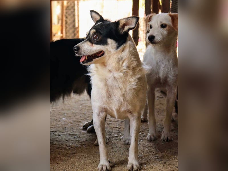 Die sanfte Iris wünscht sich ein Forever Home!