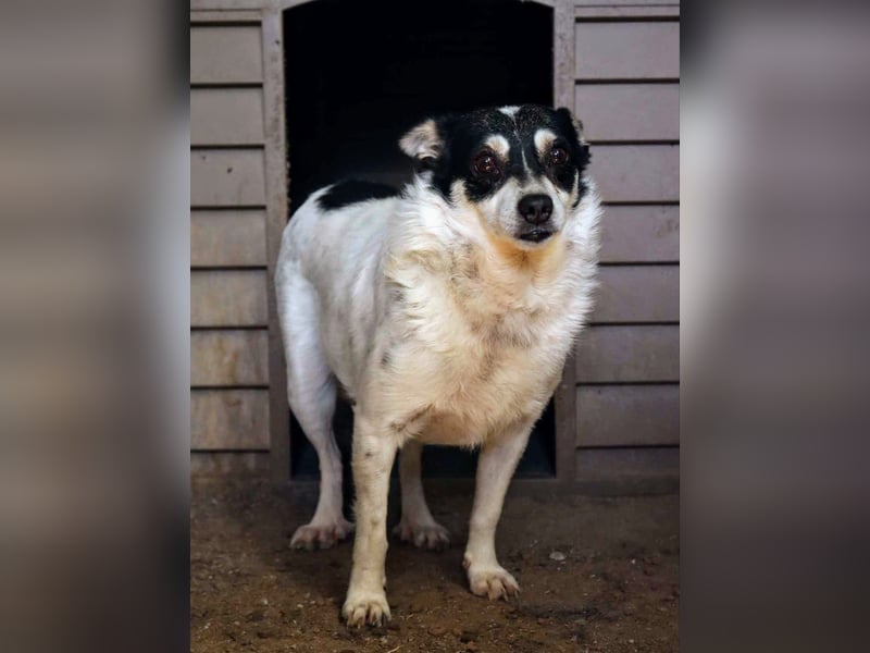 Die sanfte Iris wünscht sich ein Forever Home!