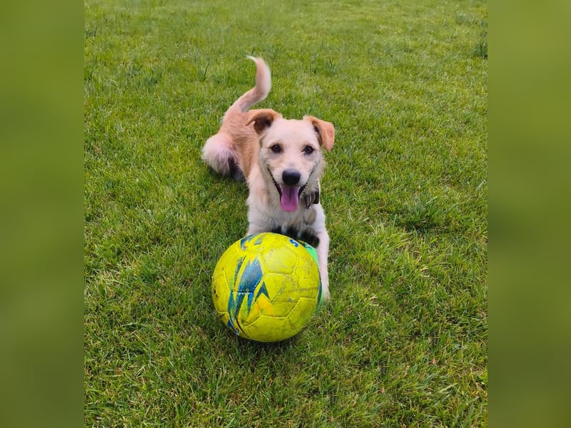 Terrier-Mix Ghecco hatte Glück im Unglück – jetzt fehlt nur noch sein Happy End