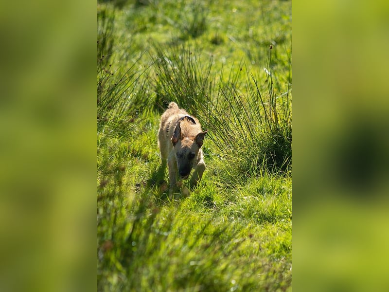 Tino – tapferer, junger Mischling sucht liebevolles Zuhause