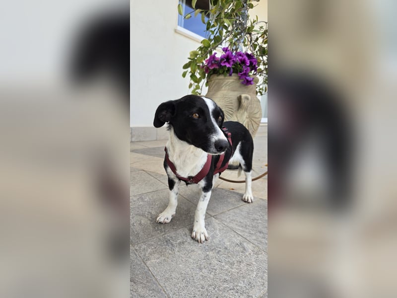 Tiva – fröhlich, klug und voller Lebenslust :)