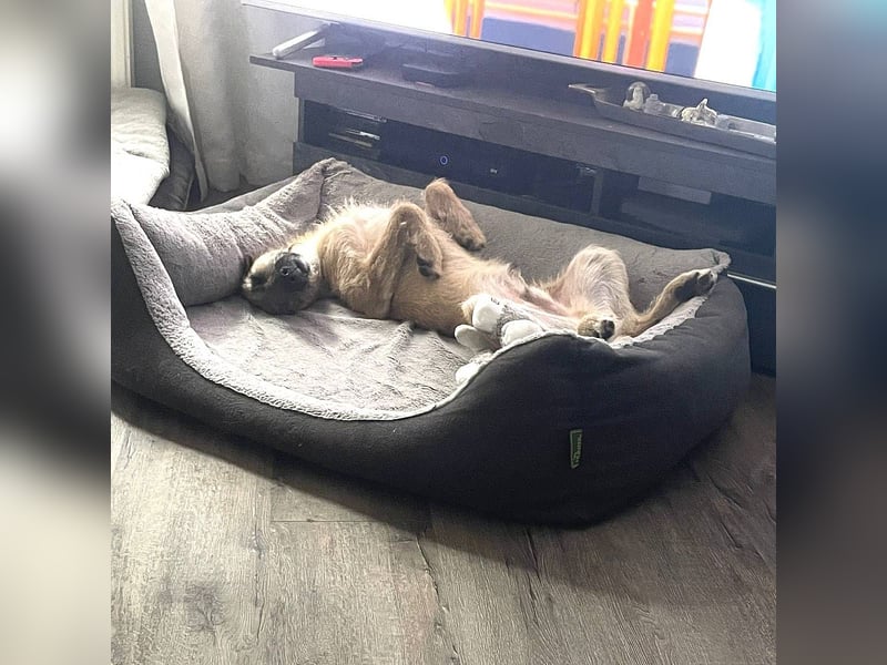 Tino – tapferer, junger Mischling sucht liebevolles Zuhause