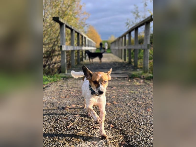 Vermittlungshilfe für Bibi