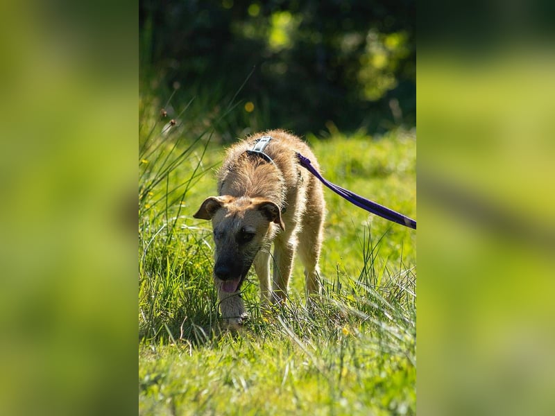 Tino – tapferer, junger Mischling sucht liebevolles Zuhause