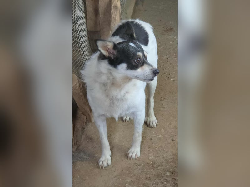 Die sanfte Iris wünscht sich ein Forever Home!