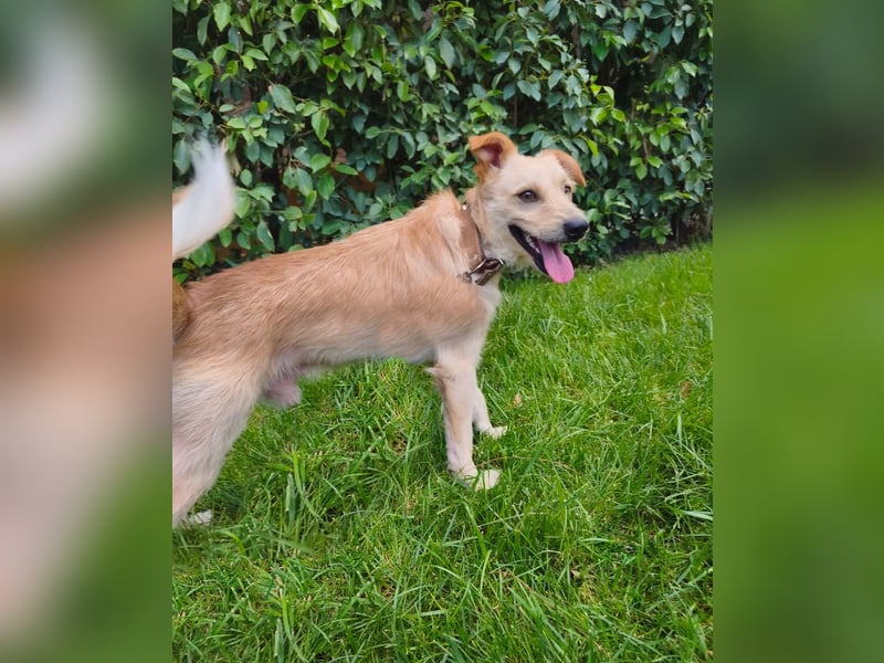 Terrier-Mix Ghecco hatte Glück im Unglück – jetzt fehlt nur noch sein Happy End