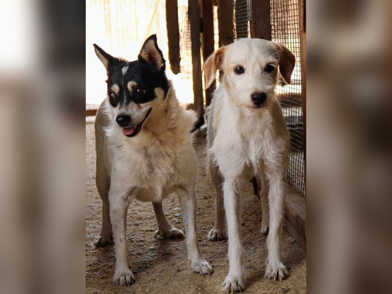 Die sanfte Iris wünscht sich ein Forever Home!