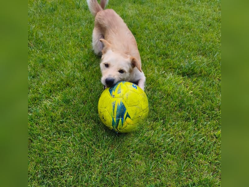Terrier-Mix Ghecco hatte Glück im Unglück – jetzt fehlt nur noch sein Happy End